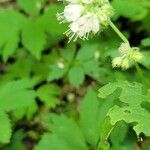 Hydrophyllum virginianum Flower