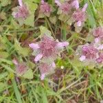 Lamium hybridumCvet