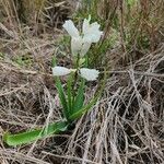 Chlorophytum tuberosum Blatt