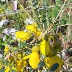 Sophora microphylla Flor