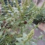 Amaranthus retroflexus Alkat (teljes növény)