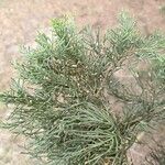 Cupressus lusitanica Fuelha