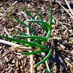 Allium cepa Hoja