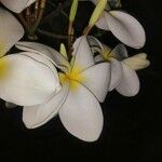 Plumeria albaFlower