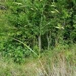 Bromus racemosus Alkat (teljes növény)
