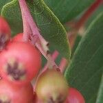 Cotoneaster meiophyllus Fruto