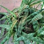 Aloe maculata Folha