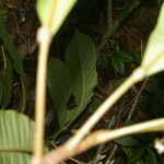 Conchocarpus nicaraguensis Plod