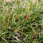 Carex parvula Облик