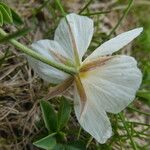 Ranunculus pyrenaeus Flower