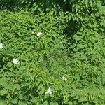 Ipomoea pandurata Otro