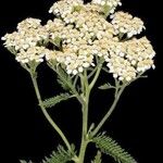 Achillea alpina 花