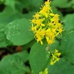 Solidago flexicaulis花