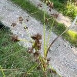 Scirpus hattorianus 花