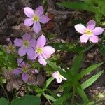 Sabatia campestris Virág