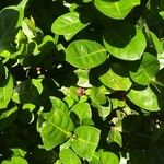 Ixora coccinea Leaf