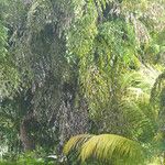 Caryota mitis Leaf