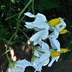 Solanum chacoense Floare