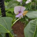 Vigna unguiculata Flower