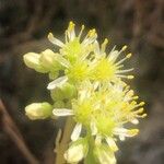 Sedum sediforme Blüte