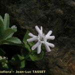 Silene cordifolia Flower