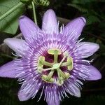 Passiflora menispermifolia Flower