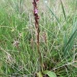 Anacamptis collina Habitus