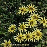 Arctotheca calendula Staniste