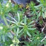 Galium baldense 葉