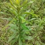 Solidago altissima পাতা