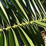 Phoenix canariensis Folha