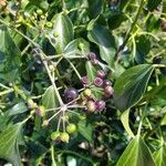 Hedera helix Fruit