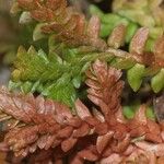 Selaginella helvetica ഇല