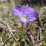 Viola calcarata Hábito