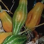 Trochomeriopsis diversifolia Fruto