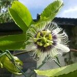 Passiflora edulisFloare