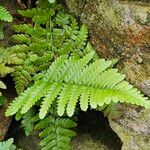 Dryopteris cristata List