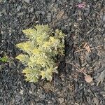 Artemisia absinthium Leaf