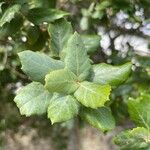 Quercus suber Leaf