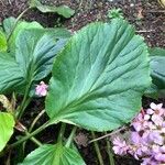 Bergenia crassifolia 葉