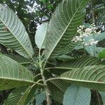 Saurauia montana Leaf