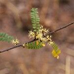 Haplocoelum foliolosum Flower