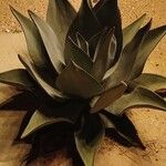 Agave shaferi Листок