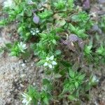 Arenaria leptoclados Habit