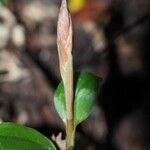 Goodyera rubicunda Leaf