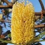 Banksia integrifolia Flower
