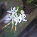 Cyrtorchis ringens Flower