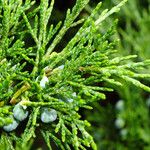 Juniperus sabina Ліст