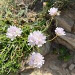 Armeria ruscinonensis Flor
