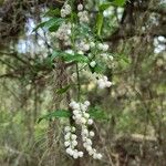 Chiococca alba Fruit